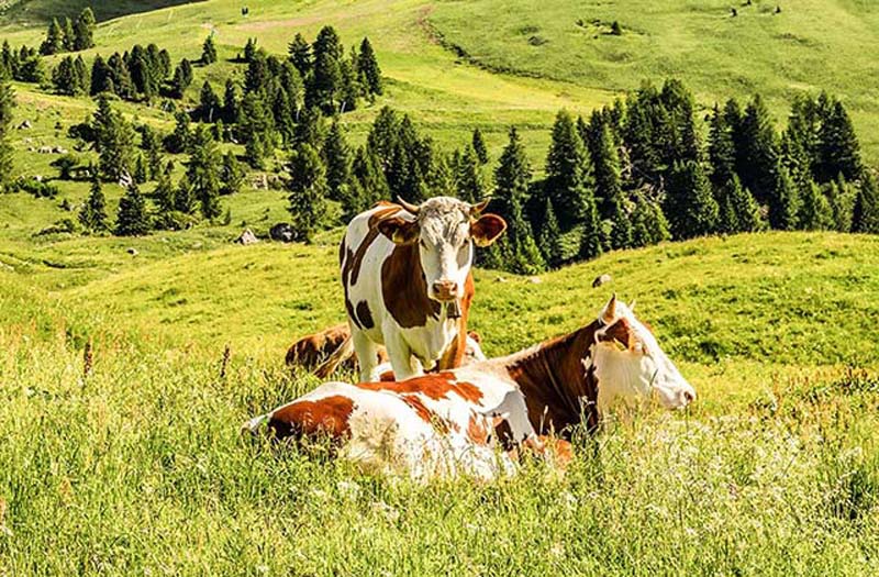 Direkt mit Links Szenerie Alpen mit Kühen auf grünen Wiese in Bayern