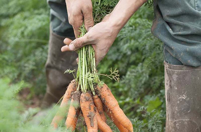 Freisinger Lland Hand Karotten Feld