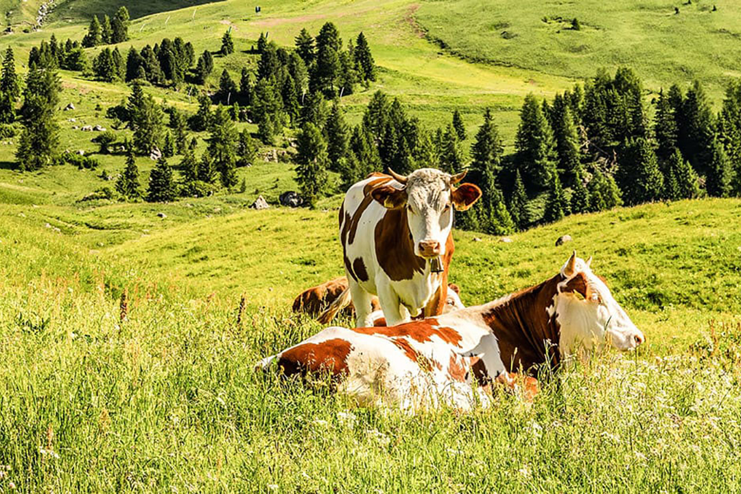 direkt-mit-links-szenerie-alpen-mit-kueen-auf-gruener-wiese-in-bayern
