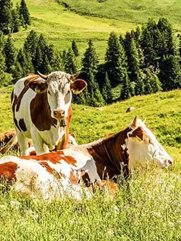 Cows resting in a lush green meadow with rolling hills and trees in the background. One cow is standing while others are lying in the grass, basking under the sunlight.